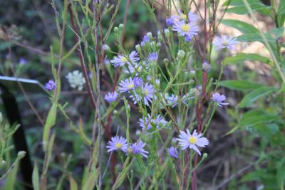 Symphyotrichum oolentangiense (Riddell) G.L.Nesom (sky-blue aster), flowers and flower buds