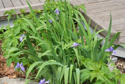 Iris versicolor L. (blue flag), form
