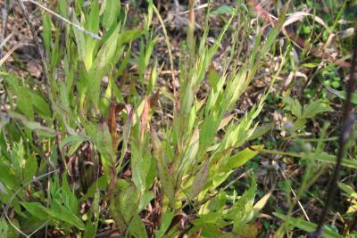 Symphyotrichum oolentangiense (Riddell) G.L.Nesom (sky-blue aster), leaves