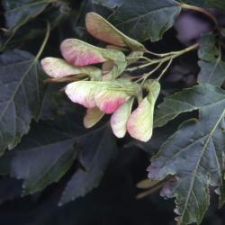 Acer ginnala (Amur maple), fruit