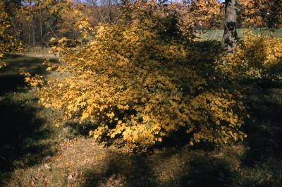 Acer campestre ‘Postelense’ (Postel hedge maple), fall color