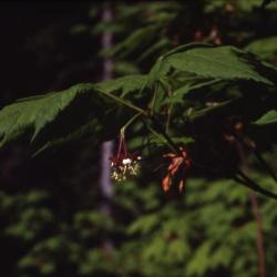 Acer circinatum (vine maple), flower in summer