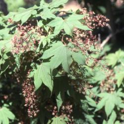 Acer campbellii subsp. flabellatum (fan-leaf maple), leaves and flowers