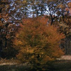Acer buergerianum (trident maple), fall color