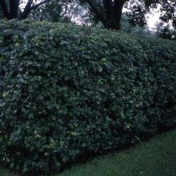  Acer campestre (hedge maple), summer