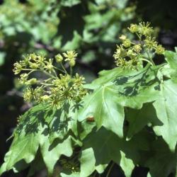 Acer campestre var. austriacum (Austrian hedge maple), flowers and leaves