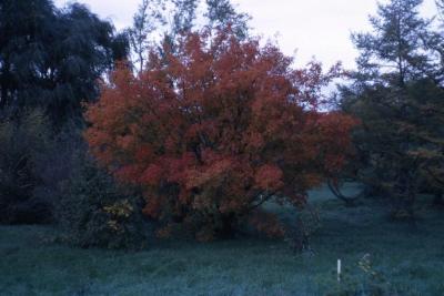 Acer ginnala (Amur maple), fall color