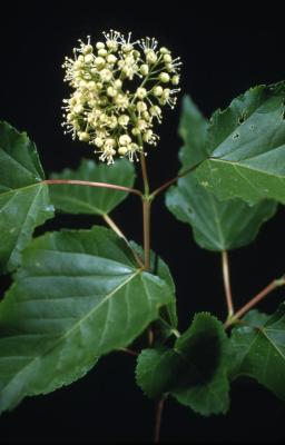 Acer ginnala (Amur maple), flower