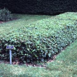  Acer campestre (hedge maple), seedlings bed