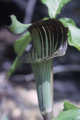 Arisaema triphyllum (L.) Schott (Jack-in-the-pulpit), close-up of flower head
