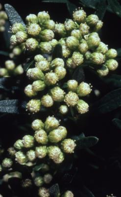 Baccharis halimifolia L. (groundsel-tree), flowers
