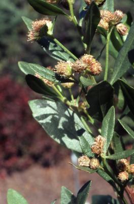 Baccharis halimifolia L. (groundsel-tree), flowers and leaves