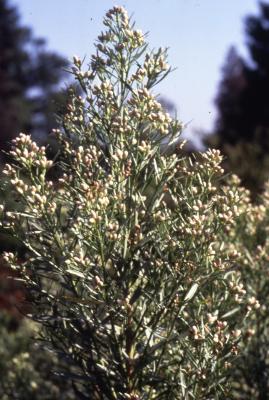 Baccharis salicina Torr. & Gray (willow baccharis), flowers and leaves