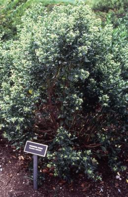 Baccharis halimifolia L. (groundsel-tree), habit