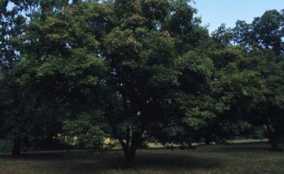 Acer ginnala (Amur maple), summer