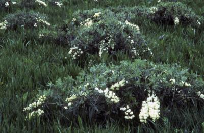 Baptisia bracteata var. leucophaea (Nutt.) Kartez & Gandhi (cream wild indigo), several flowering plants
