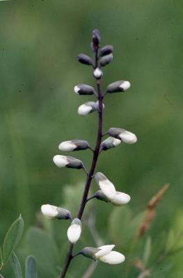 Baptisia alba var. macrophylla (Larisey) Isley (white wild indigo), flower buds
