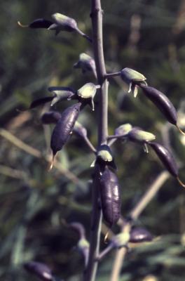 Baptisia alba var. macrophylla (Larisey) Isley (white wild indigo), developing fruits 
