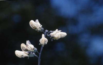 Baptisia alba var. macrophylla (Larisey) Isley (white wild indigo), flower buds