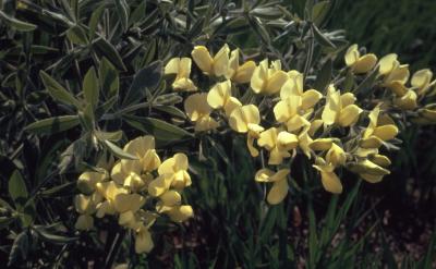 Baptisia bracteata var. leucophaea (Nutt.) Kartez & Gandhi (cream wild indigo), flowers and leaves