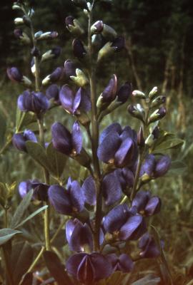 Baptisia australis (L.) R. Br. ex Ait. f. (blue false indigo), flowers and buds