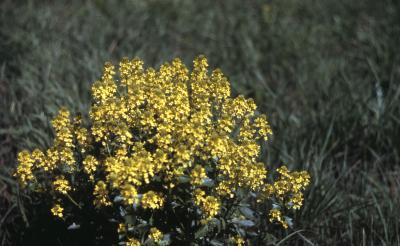 Barbarea vulgaris W.T.Aiton (yellowrocket), flowering plant
