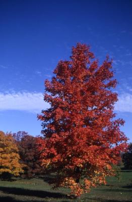 Acer grandidentatum (big-toothed maple), fall color