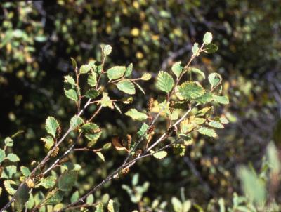 Betula fruticosa Pall. (ernik birch), leaves and twigs