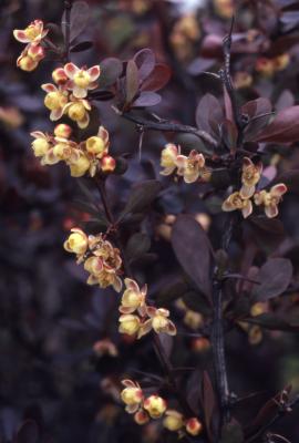 Berberis thunbergii ‘Atropurpurea’ (Purple-leaved Japanese barberry), flowering stems and leaves