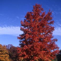 Acer grandidentatum (big-toothed maple), fall color