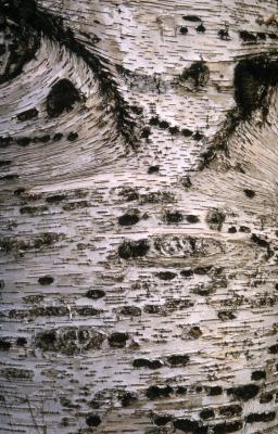 Betula papyrifera Marshall (paper birch), bark with horizontal lenticels