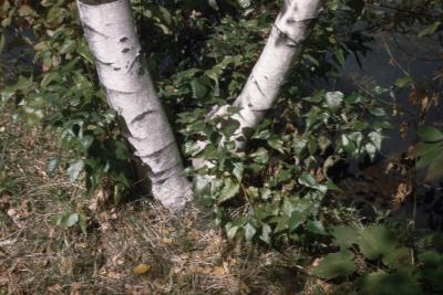 Betula populifolia Marsh. (gray birch), trunks