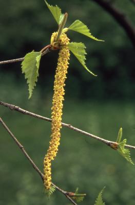Betula populifolia Marsh. (gray birch), close-up of catkins and leaves