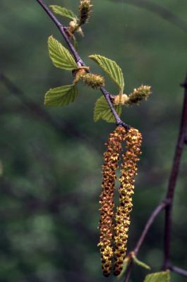 Betula nigra L. (river birch), flowers on twig
