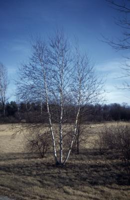 Betula populifolia Marsh. (gray birch), habit