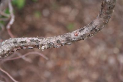 Anisogramma anomala (Eastern filbert blight), fruiting bodies on stem