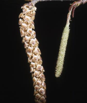 Betula populifolia Marsh. (gray birch), male and female catkin
