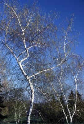Betula populifolia Marsh. (gray birch), two white-barked, leafless birches