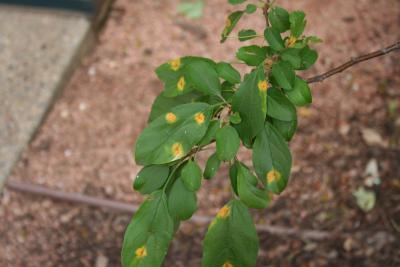 Gymnosporangium juniperi-virginianae (cedar-apple rust), leaf spots on crabapple 