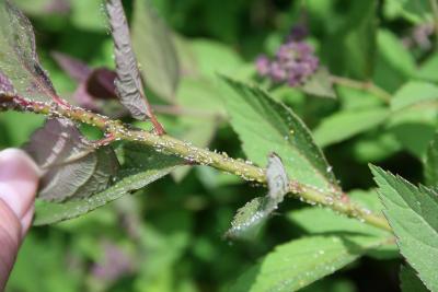 Aphids, adults and molted skins