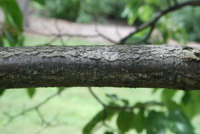Castanea mollissima (Chinese chestnut), bark, branch