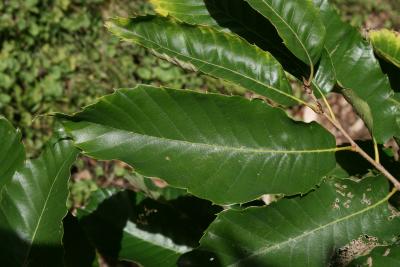 Castanea mollissima (Chinese chestnut), leaf, upper surface