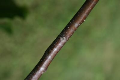 Castanea mollissima (Chinese chestnut), bark, twig