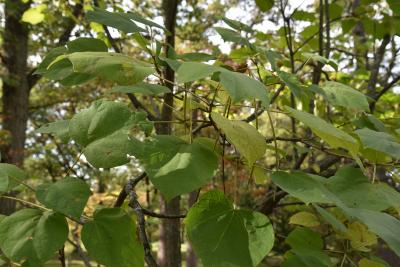 Catalpa ovata (Chinese Catalpa), leaf, fall