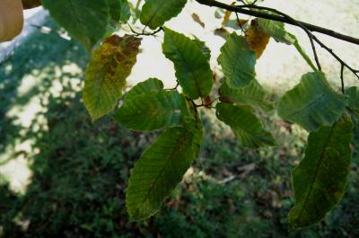 Castanea mollissima (Chinese chestnut), leaf, fall