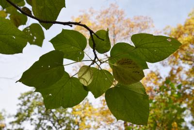 Catalpa ovata (Chinese Catalpa), leaf, lower surface