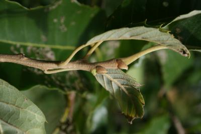 Castanea mollissima (Chinese chestnut), bud, vegetative