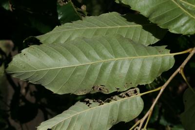 Castanea mollissima (Chinese chestnut), leaf, lower surface