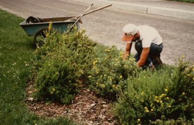 George Shabel outside weeding
