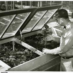 Closeup of Roy Nordine working in greenhouse